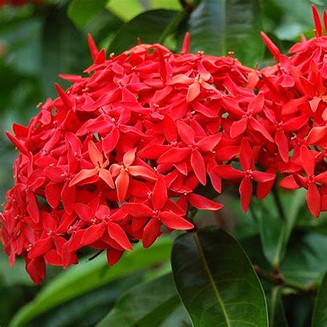 Ixora